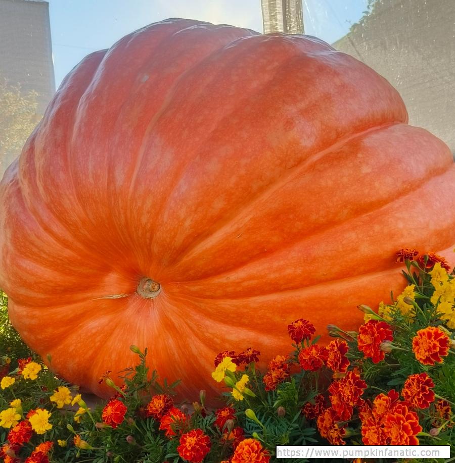 fruitImages/722.2 Soluianova 2025C.jpg